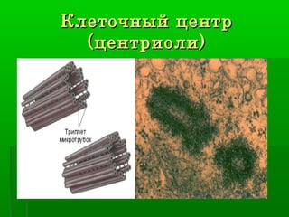Клеточный центр
  (центриоли)
 