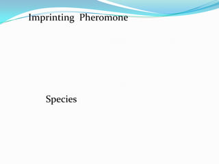 Imprinting Pheromone




   Species
 