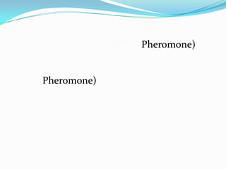 Pheromone)


Pheromone)
 