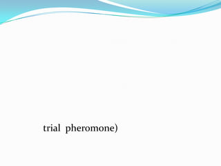 trial pheromone)
 
