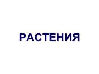 РАСТЕНИЯ
 