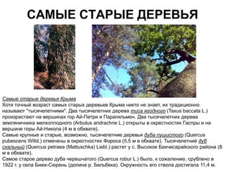 САМЫЕ СТАРЫЕ ДЕРЕВЬЯ




Самые старые деревья Крыма
Хотя точный возраст самых старых деревьев Крыма никто не знает, их традиционно
называют "тысячелетними". Два тысячелетних дерева тиса ягодного (Taxus baccata L.)
произрастают на вершинах гор Ай-Петри и Парагильмен. Два тысячелетних дерева
земляничника мелкоплодного (Arbutus andrachne L.) открыты в окрестностях Гаспры и на
вершине горы Ай-Никола (4 м в обхвате).
Самые крупные и старые, возможно, тысячелетние деревья дуба пушистого (Quercus
pubescens Willd.) отмечены в окрестностях Фороса (5,5 м в обхвате). Тысячелетний дуб
скальный (Quercus petraea (Mattuschka) Liebl.) растет у с. Высокое Бахчисарайского района (8
м в обхвате).
Самое старое дерево дуба черешчатого (Quercus robur L.) было, к сожалению, срублено в
1922 г. у села Биюк-Сюрень (долина р. Бельбека). Окружность его ствола достигала 11,4 м.
 