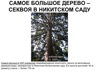 САМОЕ БОЛЬШОЕ ДЕРЕВО –
       СЕКВОЯ В НИКИТСКОМ САДУ




Самый крупный в СНГ экземпляр секвойядендрона гигантского, одного из величайших
деревьев мира, произрастает в Никитском ботаническом саду. Его высота достигает 35 м,
диаметр ствола — более 170 см.
 