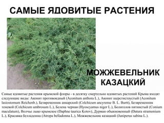 САМЫЕ ЯДОВИТЫЕ РАСТЕНИЯ




                                                         ВОЛЧЬЕ
                                                          ЛЫКО
                                                  БЕЗВРЕМЕННИК
                                                  МОЖЖЕВЕЛЬНИК
                                                    ДУРМАН
                                                    БЕЛЕНА
                                                   БЕЛАДОННА
                                                    (КОЛХИУМ)
                                                   БОЛИГОЛОВ
                                                     КАЗАЦКИЙ
                                                        АКОНИТ
Самые ядовитые растения крымской флоры - в десятку смертельно ядовитых растений Крыма входят
следующие виды: Аконит противоядный (Aconitum anthora L.), Аконит шерстистоустый (Aconitum
lasiostomum Reichenb.), Безвременник анкарский (Colchicum ancyrense B. L. Burtt), Безвременник
теневой (Colchicum umbrosum L.), Белена черная (Hyoscyamus niger L.), Болиголов пятнистый (Conium
maculatum), Волчье лыко крымское (Daphne taurica Kotov), Дурман обыкновенный (Datura stramonium
L.), Красавка белладонна (Atropa belladonna L.), Можжевельник казацкий (Juniperus sabina L.).
 