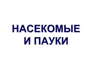 НАСЕКОМЫЕ
  И ПАУКИ
 