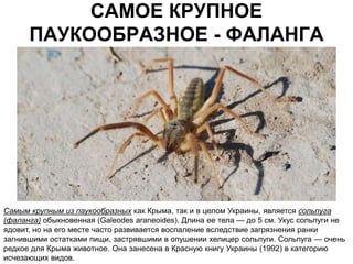 САМОЕ КРУПНОЕ
      ПАУКООБРАЗНОЕ - ФАЛАНГА




Самым крупным из паукообразных как Крыма, так и в целом Украины, является сольпуга
(фаланга) обыкновенная (Galeodes araneoides). Длина ее тела — до 5 см. Укус сольпуги не
ядовит, но на его месте часто развивается воспаление вследствие загрязнения ранки
загнившими остатками пищи, застрявшими в опушении хелицер сольпуги. Сольпуга — очень
редкое для Крыма животное. Она занесена в Красную книгу Украины (1992) в категорию
исчезающих видов.
 