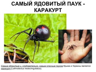 САМЫЙ ЯДОВИТЫЙ ПАУК -
              КАРАКУРТ




Самым ядовитым и, следовательно, самым опасным пауком Крыма и Украины является
каракурт (Lathrodectus tredecimguttatus).
 