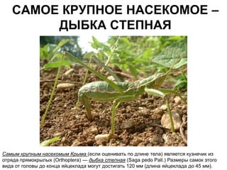 САМОЕ КРУПНОЕ НАСЕКОМОЕ –
        ДЫБКА СТЕПНАЯ




Самым крупным насекомым Крыма (если оценивать по длине тела) является кузнечик из
отряда прямокрылых (Orthoptera) — дыбка степная (Saga pedo Pall.) Размеры самок этого
вида от головы до конца яйцеклада могут достигать 120 мм (длина яйцеклада до 45 мм).
 