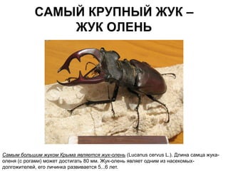 САМЫЙ КРУПНЫЙ ЖУК –
                ЖУК ОЛЕНЬ




Самым большим жуком Крыма является жук-олень (Lucanus cervus L.). Длина caмца жука-
оленя (с рогами) может достигать 80 мм. Жук-олень являет одним из насекомых-
долгожителей, его личинка развивается 5...6 лет.
 