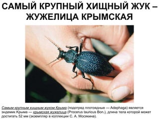 САМЫЙ КРУПНЫЙ ХИЩНЫЙ ЖУК –
    ЖУЖЕЛИЦА КРЫМСКАЯ




Самым крупным хищным жуком Крыма (подотряд плотоядные — Adephaga) является
эндемик Kpыма — крымская жужелица (Ргосеrus tauricus Bon.), длина тела которой может
достигать 52 мм (экземпляр в коллекции С. А. Мосякина).
 