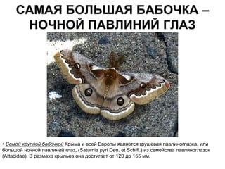 САМАЯ БОЛЬШАЯ БАБОЧКА –
      НОЧНОЙ ПАВЛИНИЙ ГЛАЗ




• Самой крупной бабочкой Крыма и всей Европы является грушевая павлиноглазка, или
большой ночной павлиний глаз, (Saturnia pyri Den. et Schiff.) из семейства павлиноглазок
(Attacidae). В размахе крыльев она достигает от 120 до 155 мм.
 