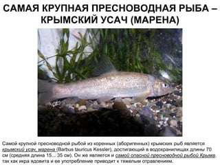 САМАЯ КРУПНАЯ ПРЕСНОВОДНАЯ РЫБА –
      КРЫМСКИЙ УСАЧ (МАРЕНА)




Самой крупной пресноводной рыбой из коренных (аборигенных) крымских рыб является
крымский усач, марена (Barbus tauricus Kessler), достигающий в водохранилищах длины 70
см (средняя длина 15... 35 см). Он же является и самой опасной пресноводной рыбой Крыма,
так как икра ядовита и ее употребление приводит к тяжелым отравлениям.
 