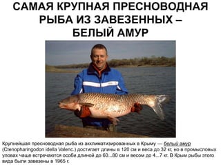 САМАЯ КРУПНАЯ ПРЕСНОВОДНАЯ
       РЫБА ИЗ ЗАВЕЗЕННЫХ –
            БЕЛЫЙ АМУР




Крупнейшая пресноводная рыба из акклиматизированных в Крыму — белый амур
(Ctenopharingodon idella Valenc.) достигает длины в 120 см и веса до 32 кг, но в промысловых
уловах чаще встречаются особи длиной до 60...80 см и весом до 4...7 кг. В Крым рыбы этого
вида были завезены в 1965 г.
 