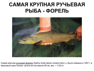 САМАЯ КРУПНАЯ РУЧЬЕВАЯ
            РЫБА - ФОРЕЛЬ




Самая крупная ручьевая форель (Salmo trutta labrax morpha fario L.) была поймана в 1957 г. в
верховьях реки Альмы: длина ее составила 59 см, вес — 2,52 кг
 