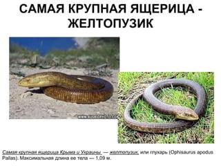 САМАЯ КРУПНАЯ ЯЩЕРИЦА -
            ЖЕЛТОПУЗИК




Самая крупная ящерица Крыма и Украины — желтопузик, или глухарь (Ophisaurus apodus
Pallas). Максимальная длина ее тела — 1,09 м.
 