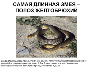 САМАЯ ДЛИННАЯ ЗМЕЯ –
            ПОЛОЗ ЖЕЛТОБРЮХИЙ




Самой длинной змеей Крыма, Украины и Европы является полоз желтобрюхий (Coluber
jugularis L.), длина которого достигает 1,5 м. Длина самого крупного экземпляра
желтобрюхого полоза, добытого в Крыму, составляла 1,99 м!
 