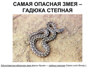 САМАЯ ОПАСНАЯ ЗМЕЯ –
             ГАДЮКА СТЕПНАЯ




Единственная ядовитая змея фауны Крыма — гадюка степная (Vipera ursini Bonap.).
 