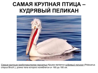 САМАЯ КРУПНАЯ ПТИЦА –
           КУДРЯВЫЙ ПЕЛИКАН




Самым крупным представителем пернатых Крыма является кудрявый пеликан (Pelecanus
crispus Bruch.), длина тела которого колеблется от 160 до 180 см.
 