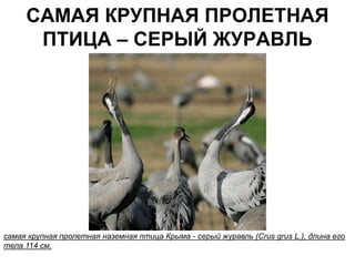 САМАЯ КРУПНАЯ ПРОЛЕТНАЯ
      ПТИЦА – СЕРЫЙ ЖУРАВЛЬ




самая крупная пролетная наземная птица Крыма - серый журавль (Crus grus L.), длина его
тела 114 см.
 
