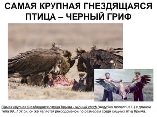 САМАЯ КРУПНАЯ ГНЕЗДЯЩАЯСЯ
    ПТИЦА – ЧЕРНЫЙ ГРИФ




Самая крупная гнездящаяся птица Крыма - черный гриф (Aegypius monachus L.) с длиной
тела 99...107 см, он же является рекордсменом по размерам среди хищных птиц Крыма.
 
