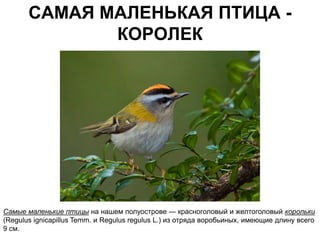 САМАЯ МАЛЕНЬКАЯ ПТИЦА -
              КОРОЛЕК




Самые маленькие птицы на нашем полуострове — красноголовый и желтоголовый корольки
(Regulus ignicapillus Temm. и Regulus regulus L.) из отряда воробьиных, имеющие длину всего
9 см.
 