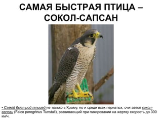 САМАЯ БЫСТРАЯ ПТИЦА –
              СОКОЛ-САПСАН




• Самой быстрой птицей не только в Крыму, но и среди всех пернатых, считается сокол-
сапсан (Faico peregrinus Tunstall), развивающий при пикировании на жертву скорость до 300
км/ч.
 