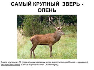 САМЫЙ КРУПНЫЙ ЗВЕРЬ -
               ОЛЕНЬ




Самое крупное из 58 современных наземных видов млекопитающих Крыма — крымский
благородный олень (Cervus elaphus brauneri Charlemagne);
 