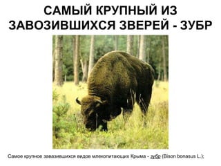 САМЫЙ КРУПНЫЙ ИЗ
ЗАВОЗИВШИХСЯ ЗВЕРЕЙ - ЗУБР




Самое крупное завазившихся видов млекопитающих Крыма - зубр (Bison bonasus L.);
 
