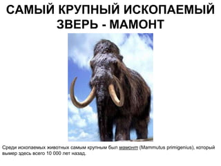 САМЫЙ КРУПНЫЙ ИСКОПАЕМЫЙ
       ЗВЕРЬ - МАМОНТ




Среди ископаемых животных самым крупным был мамонт (Mammutus primigenius), который
вымер здесь всего 10 000 лет назад.
 