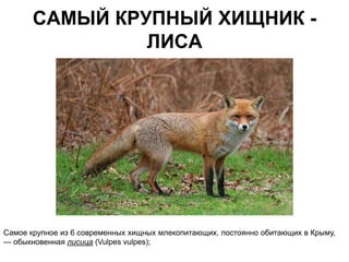САМЫЙ КРУПНЫЙ ХИЩНИК -
                ЛИСА




Самое крупное из 6 современных хищных млекопитающих, постоянно обитающих в Крыму,
— обыкновенная лисица (Vulpes vulpes);
 