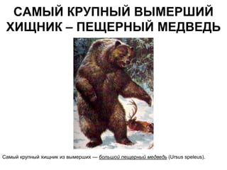 САМЫЙ КРУПНЫЙ ВЫМЕРШИЙ
 ХИЩНИК – ПЕЩЕРНЫЙ МЕДВЕДЬ




Самый крупный хищник из вымерших — большой пещерный медведь (Ursus speleus).
 