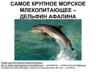 САМОЕ КРУПНОЕ МОРСКОЕ
          МЛЕКОПИТАЮЩЕЕ –
          ДЕЛЬФИН АФАЛИНА




Самое крупное морское млекопитающее
Из 3-х азово-черноморских китообразных — дельфинов — самый крупный афалина
(Tursiops truncatus Montagu): длина его тела достигает Зм, вес — до 400 кг.
 