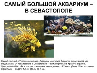 САМЫЙ БОЛЬШОЙ АКВАРИУМ –
        В СЕВАСТОПОЛЕ




Самый крупный в Украине аквариум - Аквариум Института биологии южных морей им.
академика А. О. Ковалевского в Севастополе — самый крупный в Крыму и Украине.
Центральный бассейн в крытом помещении имеет диаметр 9,2 м и глубину 1,5 м, а стенные
аквариумы — высоту 1,1 ми объем до 7 м3.
 
