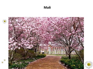 Май
 