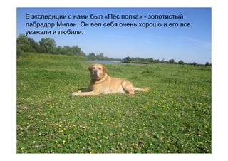 В экспедиции с нами был «Пёс полка» - золотистый
лабрадор Милан. Он вел себя очень хорошо и его все
уважали и любили.
 