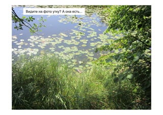 Видите на фото утку? А она есть...
 