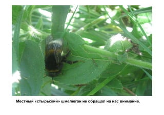 Местный «стырьский» шмелюган не обращал на нас внимание.
 