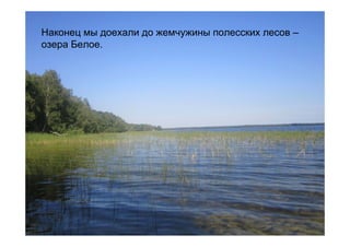 Наконец мы доехали до жемчужины полесских лесов –
озера Белое.
 