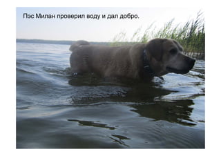 Пэс Милан проверил воду и дал добро.
 