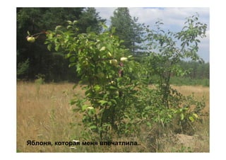 Яблоня, которая меня впечатлила..
 