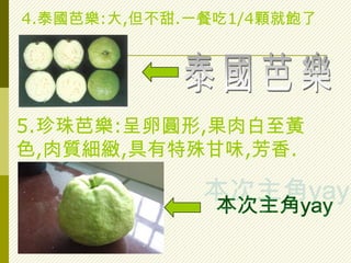 4.泰國芭樂:大,但不甜.一餐吃1/4顆就飽了




5.珍珠芭樂:呈卵圓形,果肉白至黃
色,肉質細緻,具有特殊甘味,芳香.
 