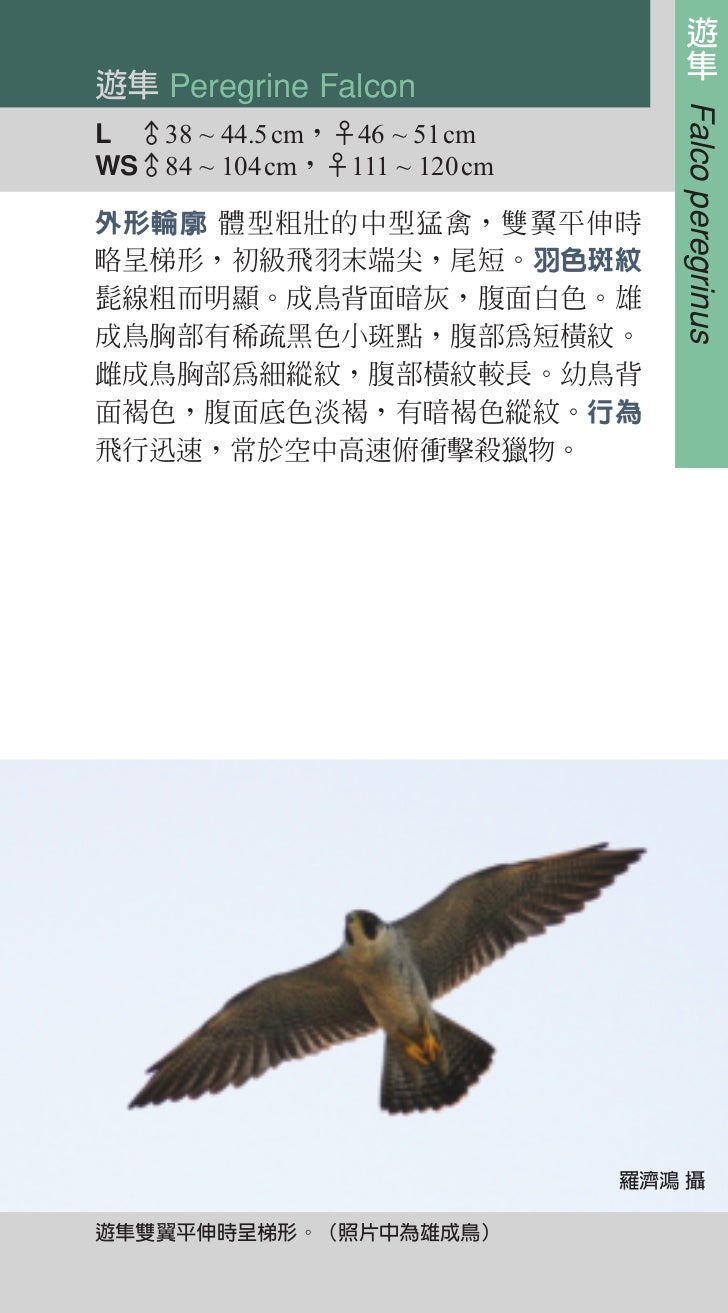 台灣猛禽飛行辨識手冊