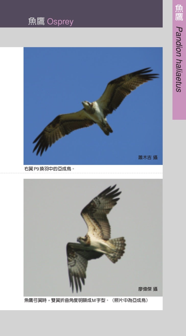 台灣猛禽飛行辨識手冊 台灣猛禽飛行辨識手冊