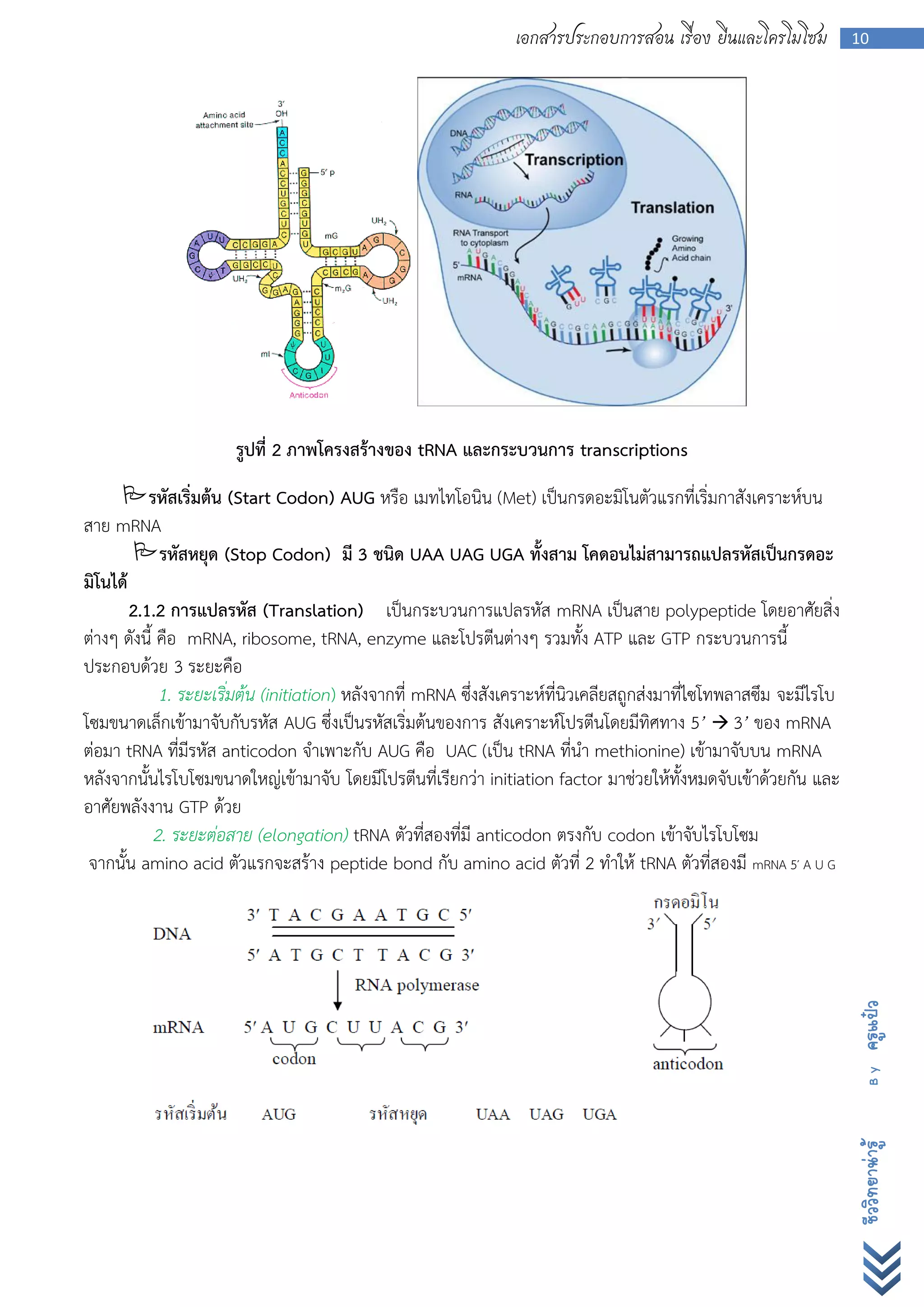เอกสารประกอบการสอน เรื่อง ยีนและโครโมโซม             10




                       รูปที่ 2 ภาพโครงสร้างของ tRNA และกระบวนการ transcriptions
      รหัสเริ่มต้น (Start Codon) AUG หรือ เมทไทโอนิน (Met) เป็นกรดอะมิโนตัวแรกที่เริ่มกาสังเคราะห์บน
สาย mRNA
        รหัสหยุด (Stop Codon) มี 3 ชนิด UAA UAG UGA ทั้งสาม โคดอนไม่สามารถแปลรหัสเป็นกรดอะ
มิโนได้
        2.1.2 การแปลรหัส (Translation) เป็นกระบวนการแปลรหัส mRNA เป็นสาย polypeptide โดยอาศัยสิ่ง
ต่างๆ ดังนี้ คือ mRNA, ribosome, tRNA, enzyme และโปรตีนต่างๆ รวมทั้ง ATP และ GTP กระบวนการนี้
ประกอบด้วย 3 ระยะคือ
             1. ระยะเริ่มต้น (initiation) หลังจากที่ mRNA ซึ่งสังเคราะห์ที่นิวเคลียสถูกส่งมาที่ไซโทพลาสซึม จะมีไรโบ
โซมขนาดเล็กเข้ามาจับกับรหัส AUG ซึ่งเป็นรหัสเริ่มต้นของการ สังเคราะห์โปรตีนโดยมีทิศทาง 5’  3’ ของ mRNA
ต่อมา tRNA ที่มีรหัส anticodon จาเพาะกับ AUG คือ UAC (เป็น tRNA ที่นา methionine) เข้ามาจับบน mRNA
หลังจากนั้นไรโบโซมขนาดใหญ่เข้ามาจับ โดยมีโปรตีนที่เรียกว่า initiation factor มาช่วยให้ทั้งหมดจับเข้าด้วยกัน และ
อาศัยพลังงาน GTP ด้วย
            2. ระยะต่อสาย (elongation) tRNA ตัวที่สองที่มี anticodon ตรงกับ codon เข้าจับไรโบโซม
 จากนั้น amino acid ตัวแรกจะสร้าง peptide bond กับ amino acid ตัวที่ 2 ทาให้ tRNA ตัวที่สองมี mRNA 5′ A U G           ครูแป๋ว
                                                                                                                        By
                                                                                                                      ชีววิทยาน่ารู้
 