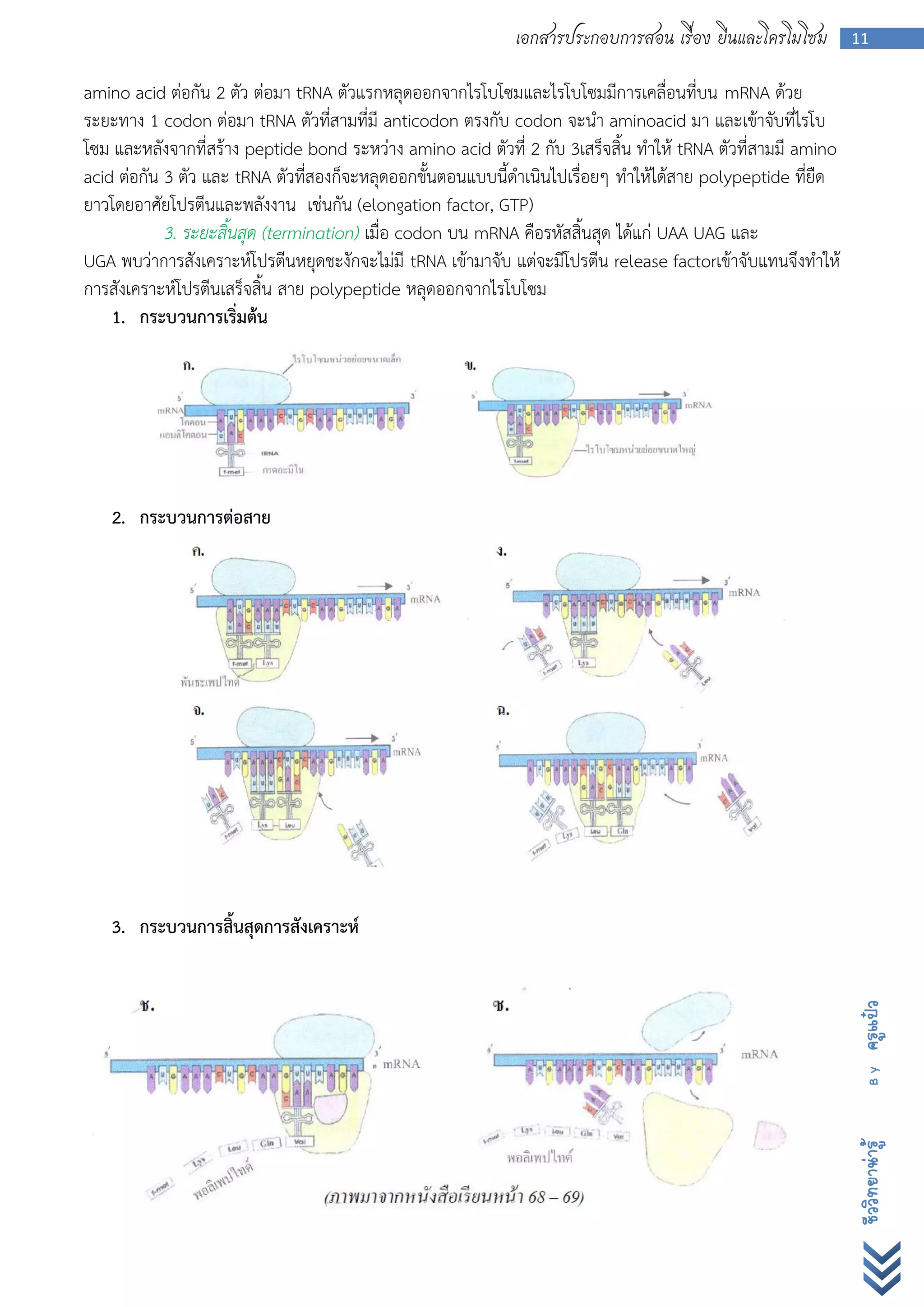 เอกสารประกอบการสอน เรื่อง ยีนและโครโมโซม         11


amino acid ต่อกัน 2 ตัว ต่อมา tRNA ตัวแรกหลุดออกจากไรโบโซมและไรโบโซมมีการเคลื่อนที่บน mRNA ด้วย
ระยะทาง 1 codon ต่อมา tRNA ตัวที่สามที่มี anticodon ตรงกับ codon จะนา aminoacid มา และเข้าจับที่ไรโบ
โซม และหลังจากที่สร้าง peptide bond ระหว่าง amino acid ตัวที่ 2 กับ 3เสร็จสิ้น ทาให้ tRNA ตัวที่สามมี amino
acid ต่อกัน 3 ตัว และ tRNA ตัวที่สองก็จะหลุดออกขั้นตอนแบบนี้ดาเนินไปเรื่อยๆ ทาให้ได้สาย polypeptide ที่ยืด
ยาวโดยอาศัยโปรตีนและพลังงาน เช่นกัน (elongation factor, GTP)
            3. ระยะสิ้นสุด (termination) เมื่อ codon บน mRNA คือรหัสสิ้นสุด ได้แก่ UAA UAG และ
UGA พบว่าการสังเคราะห์โปรตีนหยุดชะงักจะไม่มี tRNA เข้ามาจับ แต่จะมีโปรตีน release factorเข้าจับแทนจึงทาให้
การสังเคราะห์โปรตีนเสร็จสิ้น สาย polypeptide หลุดออกจากไรโบโซม
    1. กระบวนการเริ่มต้น




   2. กระบวนการต่อสาย




   3. กระบวนการสิ้นสุดการสังเคราะห์
                                                                                                              ครูแป๋ว
                                                                                                                By
                                                                                                              ชีววิทยาน่ารู้
 