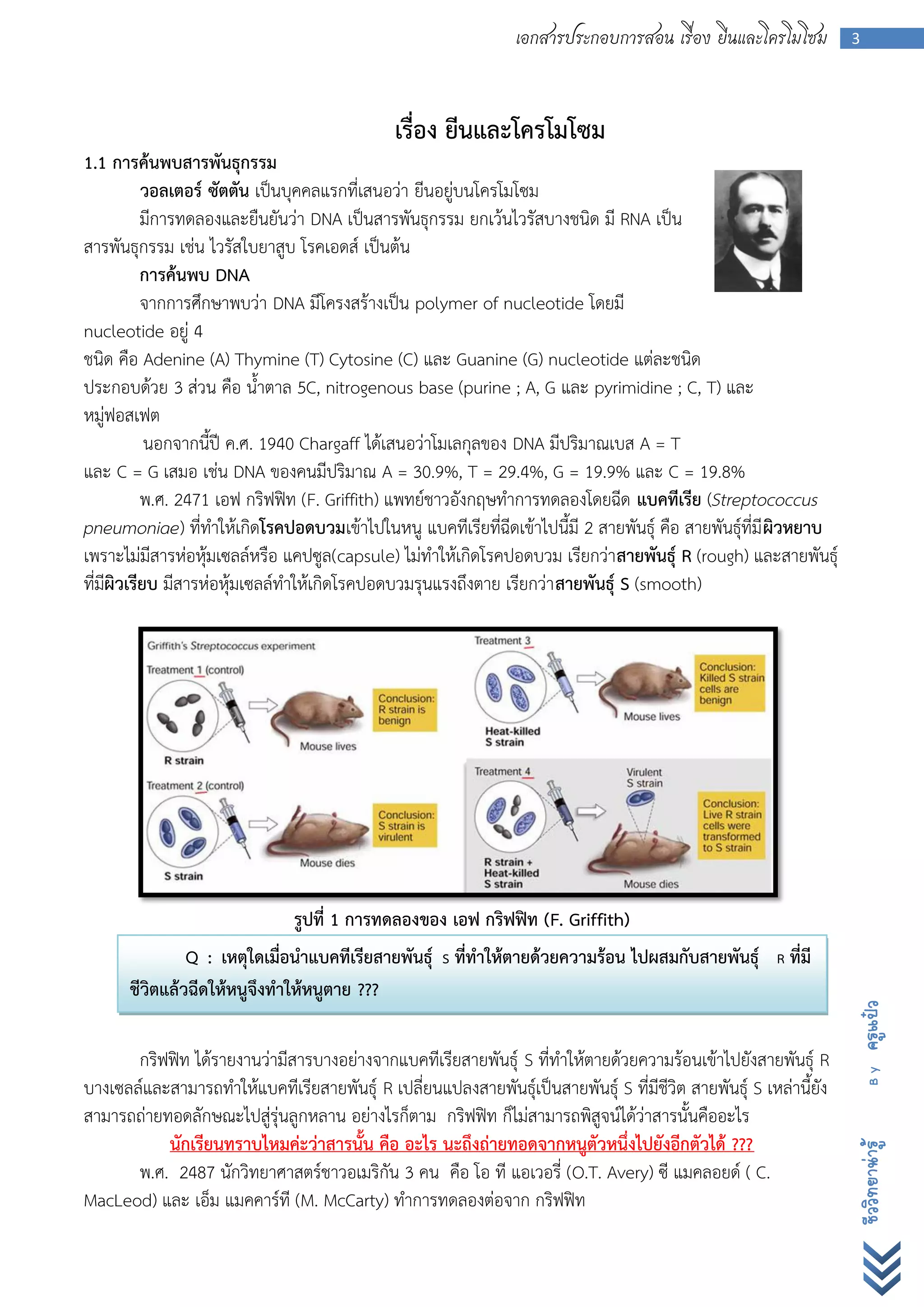 เอกสารประกอบการสอน เรื่อง ยีนและโครโมโซม           3




                                               เรื่อง ยีนและโครโมโซม
1.1 การค้นพบสารพันธุกรรม
          วอลเตอร์ ซัตตัน เป็นบุคคลแรกที่เสนอว่า ยีนอยู่บนโครโมโซม
          มีการทดลองและยืนยันว่า DNA เป็นสารพันธุกรรม ยกเว้นไวรัสบางชนิด มี RNA เป็น
สารพันธุกรรม เช่น ไวรัสใบยาสูบ โรคเอดส์ เป็นต้น
          การค้นพบ DNA
          จากการศึกษาพบว่า DNA มีโครงสร้างเป็น polymer of nucleotide โดยมี
nucleotide อยู่ 4
ชนิด คือ Adenine (A) Thymine (T) Cytosine (C) และ Guanine (G) nucleotide แต่ละชนิด
ประกอบด้วย 3 ส่วน คือ น้าตาล 5C, nitrogenous base (purine ; A, G และ pyrimidine ; C, T) และ
หมู่ฟอสเฟต
           นอกจากนี้ปี ค.ศ. 1940 Chargaff ได้เสนอว่าโมเลกุลของ DNA มีปริมาณเบส A = T
และ C = G เสมอ เช่น DNA ของคนมีปริมาณ A = 30.9%, T = 29.4%, G = 19.9% และ C = 19.8%
          พ.ศ. 2471 เอฟ กริฟฟิท (F. Griffith) แพทย์ชาวอังกฤษทาการทดลองโดยฉีด แบคทีเรีย (Streptococcus
pneumoniae) ที่ทาให้เกิดโรคปอดบวมเข้าไปในหนู แบคทีเรียที่ฉีดเข้าไปนี้มี 2 สายพันธุ์ คือ สายพันธุ์ที่มี ผิวหยาบ
เพราะไม่มีสารห่อหุ้มเซลล์หรือ แคปซูล(capsule) ไม่ทาให้เกิดโรคปอดบวม เรียกว่าสายพันธุ์ R (rough) และสายพันธุ์
ที่มผิวเรียบ มีสารห่อหุ้มเซลล์ทาให้เกิดโรคปอดบวมรุนแรงถึงตาย เรียกว่า สายพันธุ์ S (smooth)
    ี




                               รูปที่ 1 การทดลองของ เอฟ กริฟฟิท (F. Griffith)
               Q : เหตุใดเมื่อนาแบคทีเรียสายพันธุ์ S ที่ทาให้ตายด้วยความร้อน ไปผสมกับสายพันธุ์           R ที่มี
      ชีวิตแล้วฉีดให้หนูจึงทาให้หนูตาย ???
                                                                                                                    ครูแป๋ว




       กริฟฟิท ได้รายงานว่ามีสารบางอย่างจากแบคทีเรียสายพันธุ์ S ที่ทาให้ตายด้วยความร้อนเข้าไปยังสายพันธุ์ R
                                                                                                                      By




บางเซลล์และสามารถทาให้แบคทีเรียสายพันธุ์ R เปลี่ยนแปลงสายพันธุ์เป็นสายพันธุ์ S ที่มีชีวิต สายพันธุ์ S เหล่านี้ยัง
สามารถถ่ายทอดลักษณะไปสู่รุ่นลูกหลาน อย่างไรก็ตาม กริฟฟิท ก็ไม่สามารถพิสูจน์ได้ว่าสารนั้นคืออะไร
           นักเรียนทราบไหมค่ะว่าสารนั้น คือ อะไร นะถึงถ่ายทอดจากหนูตัวหนึ่งไปยังอีกตัวได้ ???
                                                                                                                    ชีววิทยาน่ารู้




       พ.ศ. 2487 นักวิทยาศาสตร์ชาวอเมริกัน 3 คน คือ โอ ที แอเวอรี่ (O.T. Avery) ซี แมคลอยด์ ( C.
MacLeod) และ เอ็ม แมคคาร์ที (M. McCarty) ทาการทดลองต่อจาก กริฟฟิท
 