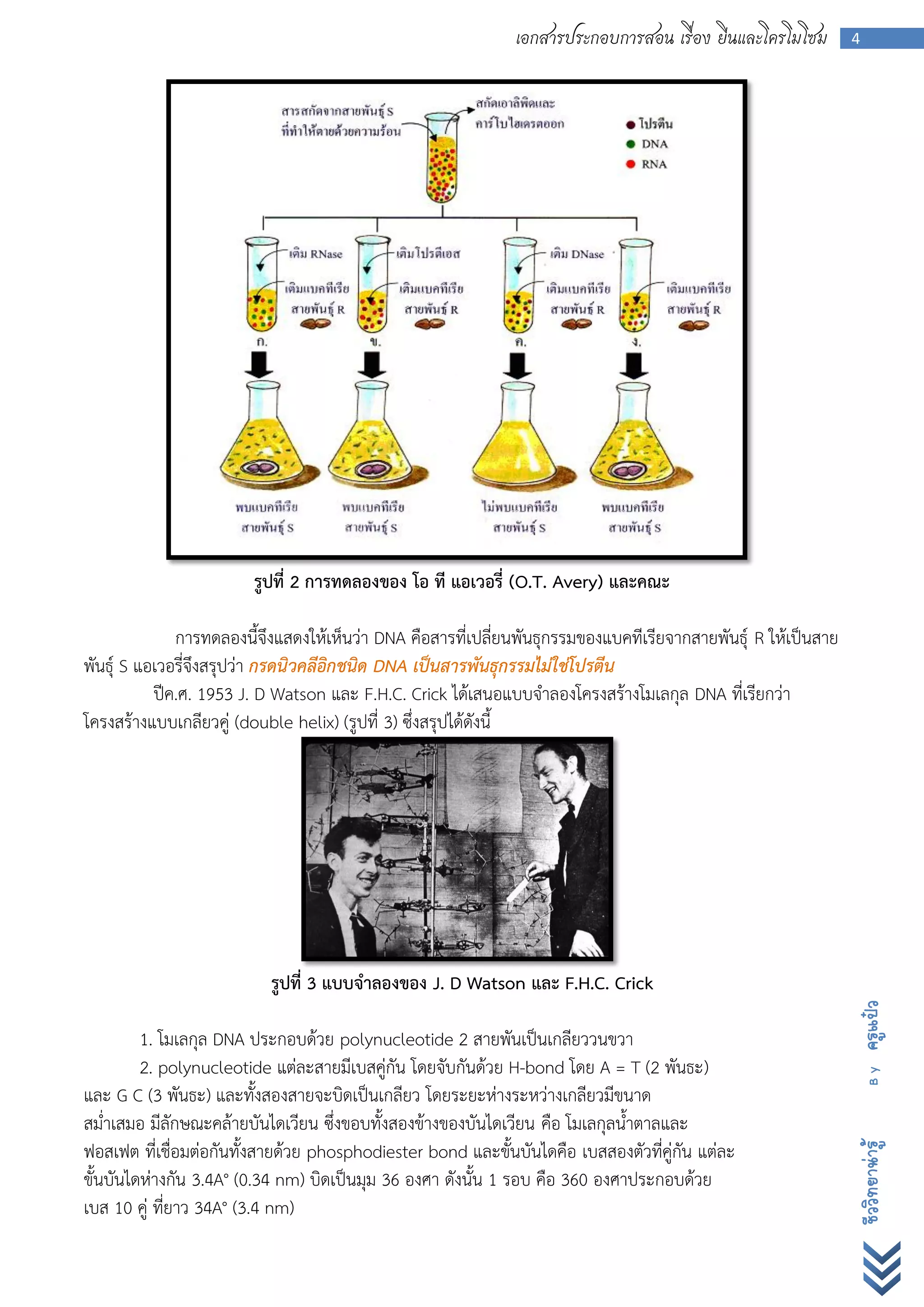 เอกสารประกอบการสอน เรื่อง ยีนและโครโมโซม          4




                        รูปที่ 2 การทดลองของ โอ ที แอเวอรี่ (O.T. Avery) และคณะ

              การทดลองนี้จึงแสดงให้เห็นว่า DNA คือสารที่เปลี่ยนพันธุกรรมของแบคทีเรียจากสายพันธุ์ R ให้เป็นสาย
พันธุ์ S แอเวอรี่จึงสรุปว่า กรดนิวคลีอิกชนิด DNA เป็นสารพันธุกรรมไม่ใช่โปรตีน
           ปีค.ศ. 1953 J. D Watson และ F.H.C. Crick ได้เสนอแบบจาลองโครงสร้างโมเลกุล DNA ที่เรียกว่า
โครงสร้างแบบเกลียวคู่ (double helix) (รูปที่ 3) ซึ่งสรุปได้ดังนี้




                           รูปที่ 3 แบบจาลองของ J. D Watson และ F.H.C. Crick
                                                                                                                ครูแป๋ว




         1. โมเลกุล DNA ประกอบด้วย polynucleotide 2 สายพันเป็นเกลียววนขวา
         2. polynucleotide แต่ละสายมีเบสคู่กัน โดยจับกันด้วย H-bond โดย A = T (2 พันธะ)
                                                                                                                  By




และ G C (3 พันธะ) และทั้งสองสายจะบิดเป็นเกลียว โดยระยะห่างระหว่างเกลียวมีขนาด
สม่าเสมอ มีลักษณะคล้ายบันไดเวียน ซึ่งขอบทั้งสองข้างของบันไดเวียน คือ โมเลกุลน้าตาลและ
ฟอสเฟต ที่เชื่อมต่อกันทั้งสายด้วย phosphodiester bond และขั้นบันไดคือ เบสสองตัวที่คู่กัน แต่ละ
                                                                                                                ชีววิทยาน่ารู้




ขั้นบันไดห่างกัน 3.4A° (0.34 nm) บิดเป็นมุม 36 องศา ดังนั้น 1 รอบ คือ 360 องศาประกอบด้วย
เบส 10 คู่ ที่ยาว 34A° (3.4 nm)
 