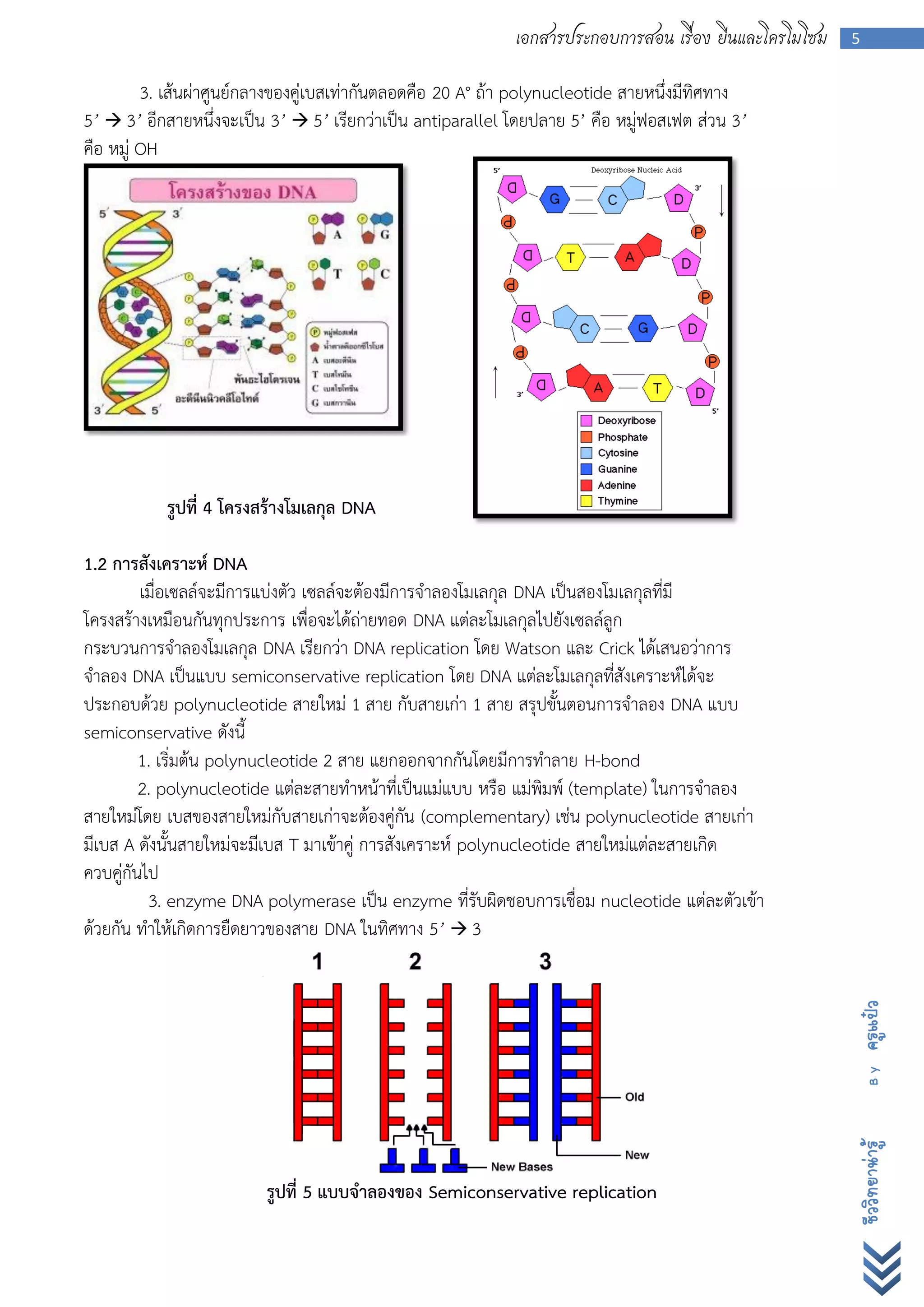 เอกสารประกอบการสอน เรื่อง ยีนและโครโมโซม   5


         3. เส้นผ่าศูนย์กลางของคู่เบสเท่ากันตลอดคือ 20 A° ถ้า polynucleotide สายหนึ่งมีทิศทาง
5’  3’ อีกสายหนึ่งจะเป็น 3’  5’ เรียกว่าเป็น antiparallel โดยปลาย 5’ คือ หมู่ฟอสเฟต ส่วน 3’
คือ หมู่ OH




           รูปที่ 4 โครงสร้างโมเลกุล DNA

1.2 การสังเคราะห์ DNA
         เมื่อเซลล์จะมีการแบ่งตัว เซลล์จะต้องมีการจาลองโมเลกุล DNA เป็นสองโมเลกุลที่มี
โครงสร้างเหมือนกันทุกประการ เพื่อจะได้ถ่ายทอด DNA แต่ละโมเลกุลไปยังเซลล์ลูก
กระบวนการจาลองโมเลกุล DNA เรียกว่า DNA replication โดย Watson และ Crick ได้เสนอว่าการ
จาลอง DNA เป็นแบบ semiconservative replication โดย DNA แต่ละโมเลกุลที่สังเคราะห์ได้จะ
ประกอบด้วย polynucleotide สายใหม่ 1 สาย กับสายเก่า 1 สาย สรุปขั้นตอนการจาลอง DNA แบบ
semiconservative ดังนี้
         1. เริ่มต้น polynucleotide 2 สาย แยกออกจากกันโดยมีการทาลาย H-bond
         2. polynucleotide แต่ละสายทาหน้าที่เป็นแม่แบบ หรือ แม่พิมพ์ (template) ในการจาลอง
สายใหม่โดย เบสของสายใหม่กับสายเก่าจะต้องคู่กัน (complementary) เช่น polynucleotide สายเก่า
มีเบส A ดังนั้นสายใหม่จะมีเบส T มาเข้าคู่ การสังเคราะห์ polynucleotide สายใหม่แต่ละสายเกิด
ควบคู่กันไป
          3. enzyme DNA polymerase เป็น enzyme ที่รับผิดชอบการเชื่อม nucleotide แต่ละตัวเข้า
ด้วยกัน ทาให้เกิดการยืดยาวของสาย DNA ในทิศทาง 5’  3
                                                                                                       ครูแป๋ว
                                                                                                         By
                                                                                                       ชีววิทยาน่ารู้




                         รูปที่ 5 แบบจาลองของ Semiconservative replication
 