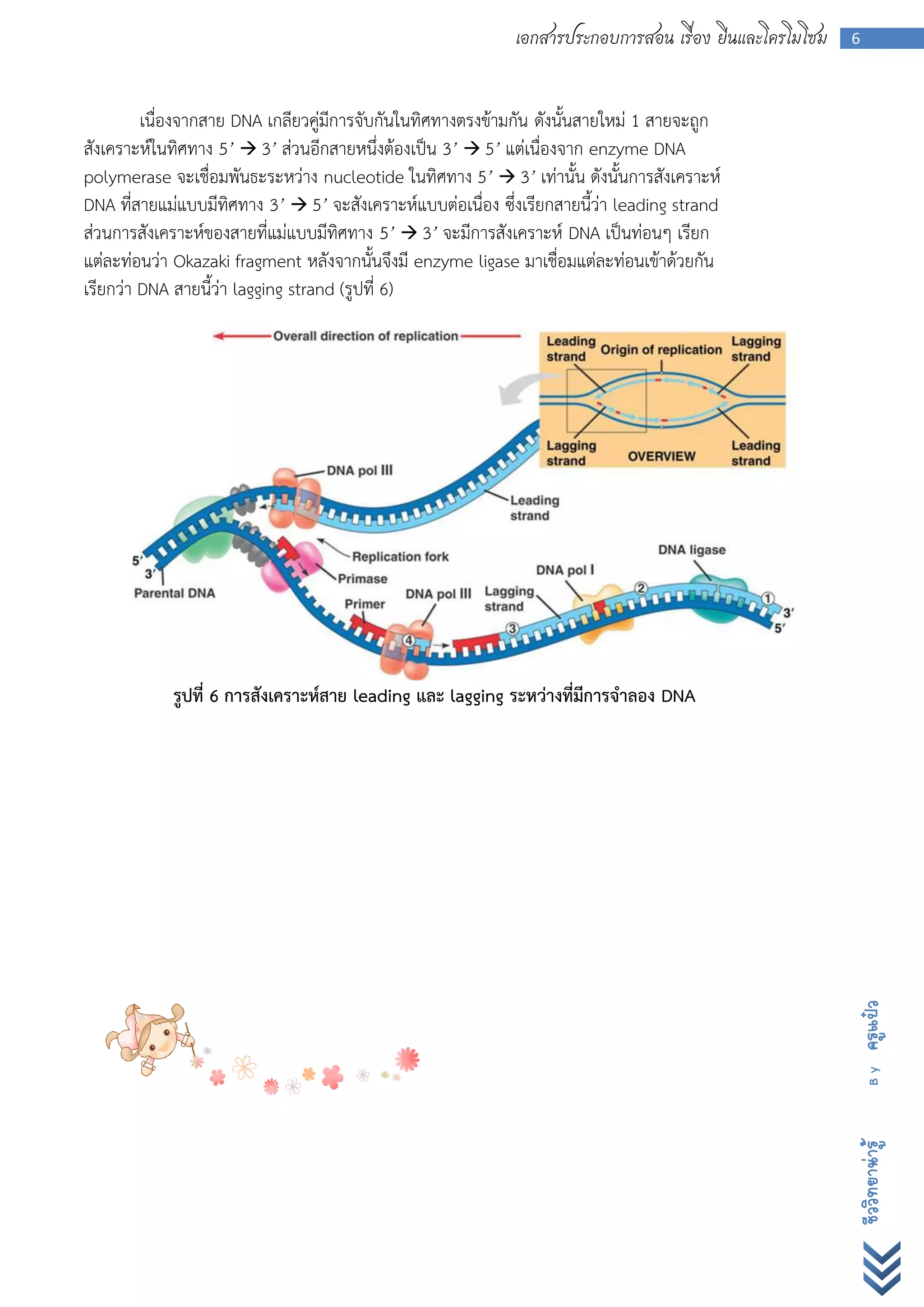 เอกสารประกอบการสอน เรื่อง ยีนและโครโมโซม   6



         เนื่องจากสาย DNA เกลียวคู่มีการจับกันในทิศทางตรงข้ามกัน ดังนั้นสายใหม่ 1 สายจะถูก
สังเคราะห์ในทิศทาง 5’  3’ ส่วนอีกสายหนึ่งต้องเป็น 3’  5’ แต่เนื่องจาก enzyme DNA
polymerase จะเชื่อมพันธะระหว่าง nucleotide ในทิศทาง 5’  3’ เท่านั้น ดังนั้นการสังเคราะห์
DNA ที่สายแม่แบบมีทิศทาง 3’  5’ จะสังเคราะห์แบบต่อเนื่อง ซึ่งเรียกสายนี้ว่า leading strand
ส่วนการสังเคราะห์ของสายที่แม่แบบมีทิศทาง 5’  3’ จะมีการสังเคราะห์ DNA เป็นท่อนๆ เรียก
แต่ละท่อนว่า Okazaki fragment หลังจากนั้นจึงมี enzyme ligase มาเชื่อมแต่ละท่อนเข้าด้วยกัน
เรียกว่า DNA สายนี้ว่า lagging strand (รูปที่ 6)




            รูปที่ 6 การสังเคราะห์สาย leading และ lagging ระหว่างที่มีการจาลอง DNA




                                                                                                        ครูแป๋ว
                                                                                                          By
                                                                                                        ชีววิทยาน่ารู้
 
