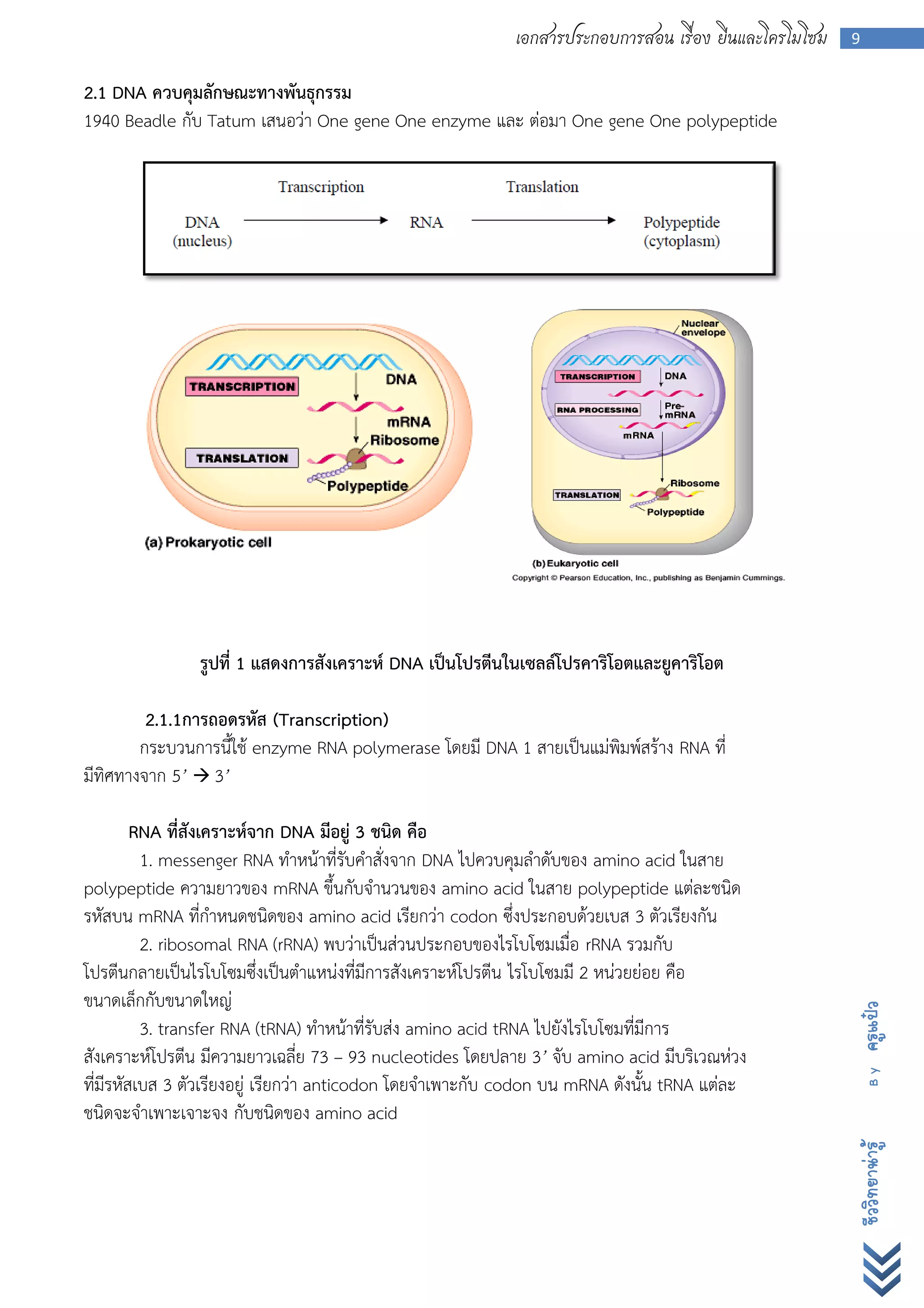 เอกสารประกอบการสอน เรื่อง ยีนและโครโมโซม   9


2.1 DNA ควบคุมลักษณะทางพันธุกรรม
1940 Beadle กับ Tatum เสนอว่า One gene One enzyme และ ต่อมา One gene One polypeptide




                รูปที่ 1 แสดงการสังเคราะห์ DNA เป็นโปรตีนในเซลล์โปรคาริโอตและยูคาริโอต

         2.1.1การถอดรหัส (Transcription)
        กระบวนการนี้ใช้ enzyme RNA polymerase โดยมี DNA 1 สายเป็นแม่พิมพ์สร้าง RNA ที่
มีทิศทางจาก 5’  3’

         RNA ที่สังเคราะห์จาก DNA มีอยู่ 3 ชนิด คือ
          1. messenger RNA ทาหน้าที่รับคาสั่งจาก DNA ไปควบคุมลาดับของ amino acid ในสาย
polypeptide ความยาวของ mRNA ขึ้นกับจานวนของ amino acid ในสาย polypeptide แต่ละชนิด
รหัสบน mRNA ที่กาหนดชนิดของ amino acid เรียกว่า codon ซึ่งประกอบด้วยเบส 3 ตัวเรียงกัน
          2. ribosomal RNA (rRNA) พบว่าเป็นส่วนประกอบของไรโบโซมเมื่อ rRNA รวมกับ
โปรตีนกลายเป็นไรโบโซมซึ่งเป็นตาแหน่งที่มีการสังเคราะห์โปรตีน ไรโบโซมมี 2 หน่วยย่อย คือ
ขนาดเล็กกับขนาดใหญ่
                                                                                                      ครูแป๋ว




          3. transfer RNA (tRNA) ทาหน้าที่รับส่ง amino acid tRNA ไปยังไรโบโซมที่มีการ
สังเคราะห์โปรตีน มีความยาวเฉลี่ย 73 – 93 nucleotides โดยปลาย 3’ จับ amino acid มีบริเวณห่วง
                                                                                                        By




ที่มีรหัสเบส 3 ตัวเรียงอยู่ เรียกว่า anticodon โดยจาเพาะกับ codon บน mRNA ดังนั้น tRNA แต่ละ
ชนิดจะจาเพาะเจาะจง กับชนิดของ amino acid
                                                                                                      ชีววิทยาน่ารู้
 
